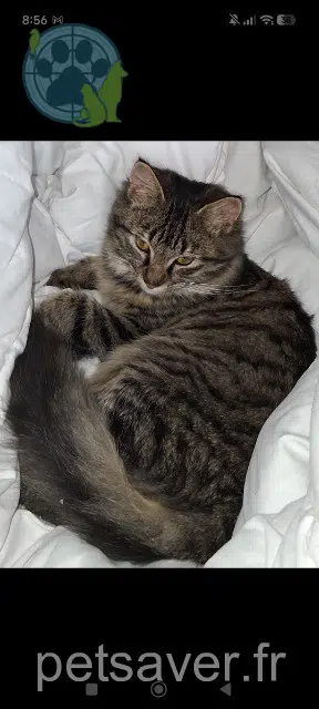 chat lost   91180 Saint-Germain-lès-Arpajon Guizmo