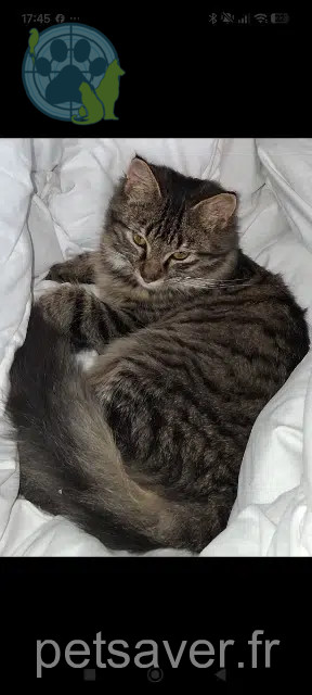 chat lost   91180 Saint-Germain-lès-Arpajon Guizmo