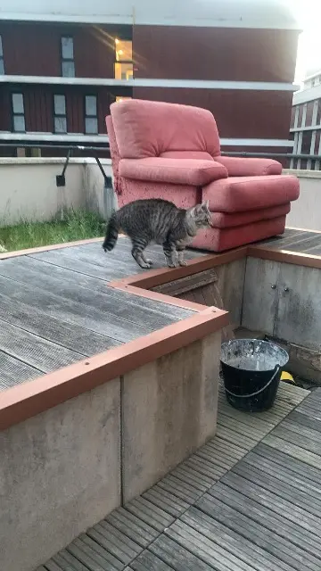 chat lost   91300 Massy Gustave