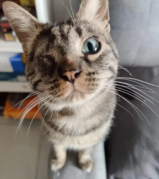 gatto perso Rue Pasteur 91420 Morangis Guy gatto lost Rue Pasteur 91420 Morangis Guy