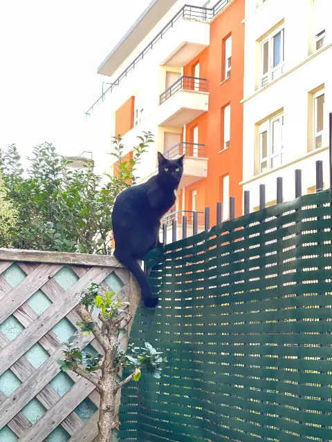 gato perdido 91300 Massy Hades gato lost 91300 Massy Hades