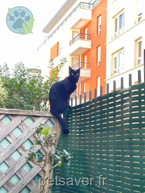 Kater vermisst 91300 Massy Hades Kater lost 91300 Massy Hades