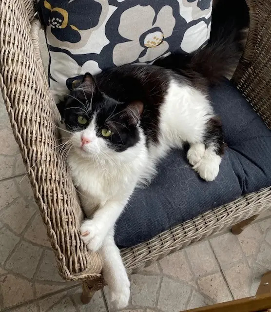 chat lost   91100 Corbeil-Essonnes HAPPY