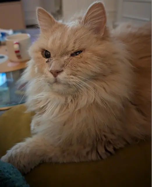 Kater vermisst 91800 Brunoy Hendrix Kater lost 91800 Brunoy Hendrix