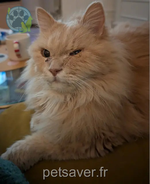 gato perdido 91800 Brunoy Hendrix gato lost 91800 Brunoy Hendrix