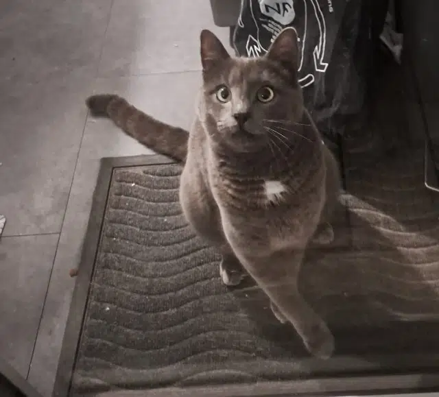 chat lost   91760 Itteville Ibiza