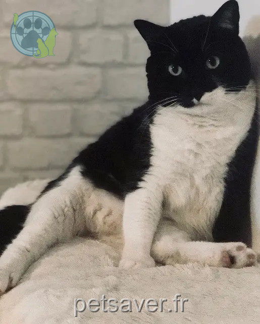 chat perdu 91470 Forges-les-Bains Ice chat lost 91470 Forges-les-Bains Ice