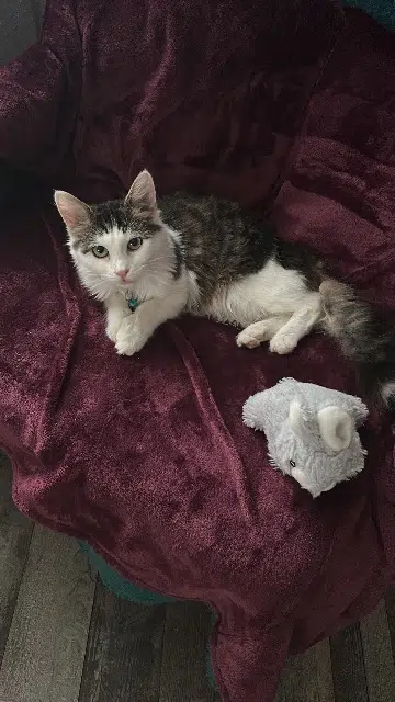 chat lost   91350 Grigny Ilyes