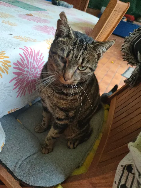 chat lost   91090 Lisses Inconnu