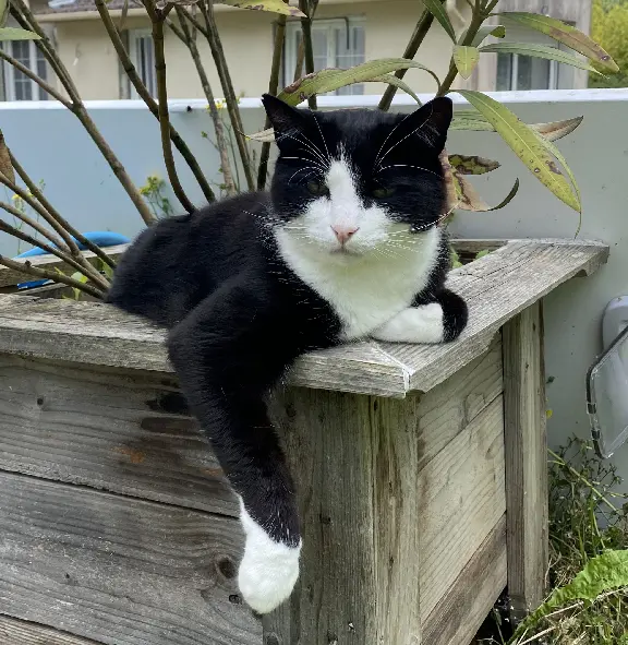 Chat Perdu 91 Essonne - Jack Chat Perdu 91 Essonne - Jack
