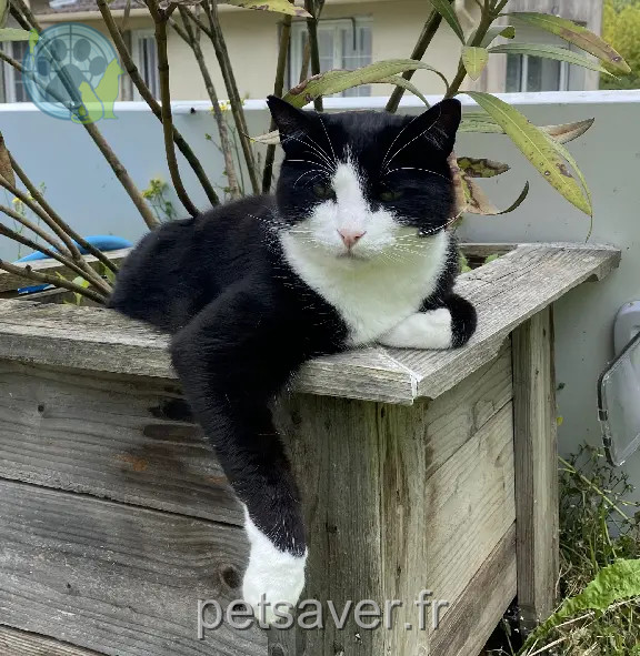 Chat Perdu 91 Essonne - Jack Chat Perdu 91 Essonne - Jack