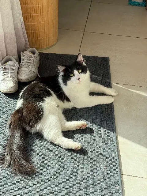chat lost   91170 Viry-Châtillon Jiaofei