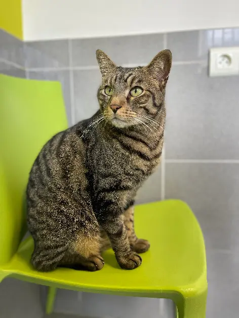 Chat Perdu 91 Essonne Chat Perdu 91 Essonne