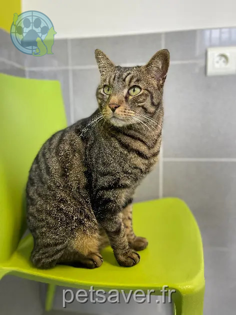 Chat Perdu 91 Essonne Chat Perdu 91 Essonne