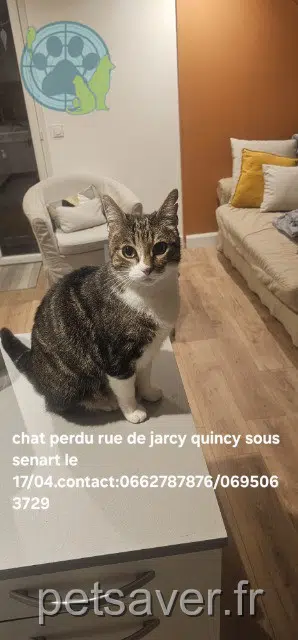 chat lost   91480 Quincy-sous-Sénart Lechat