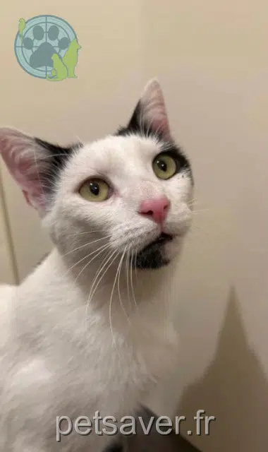 gatto lost 91310 Linas Leo