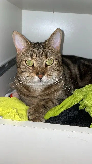 chat lost   91650 Breuillet Lino