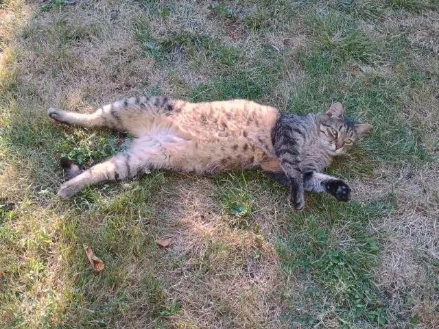 chat lost   91170 Viry-Châtillon Lino
