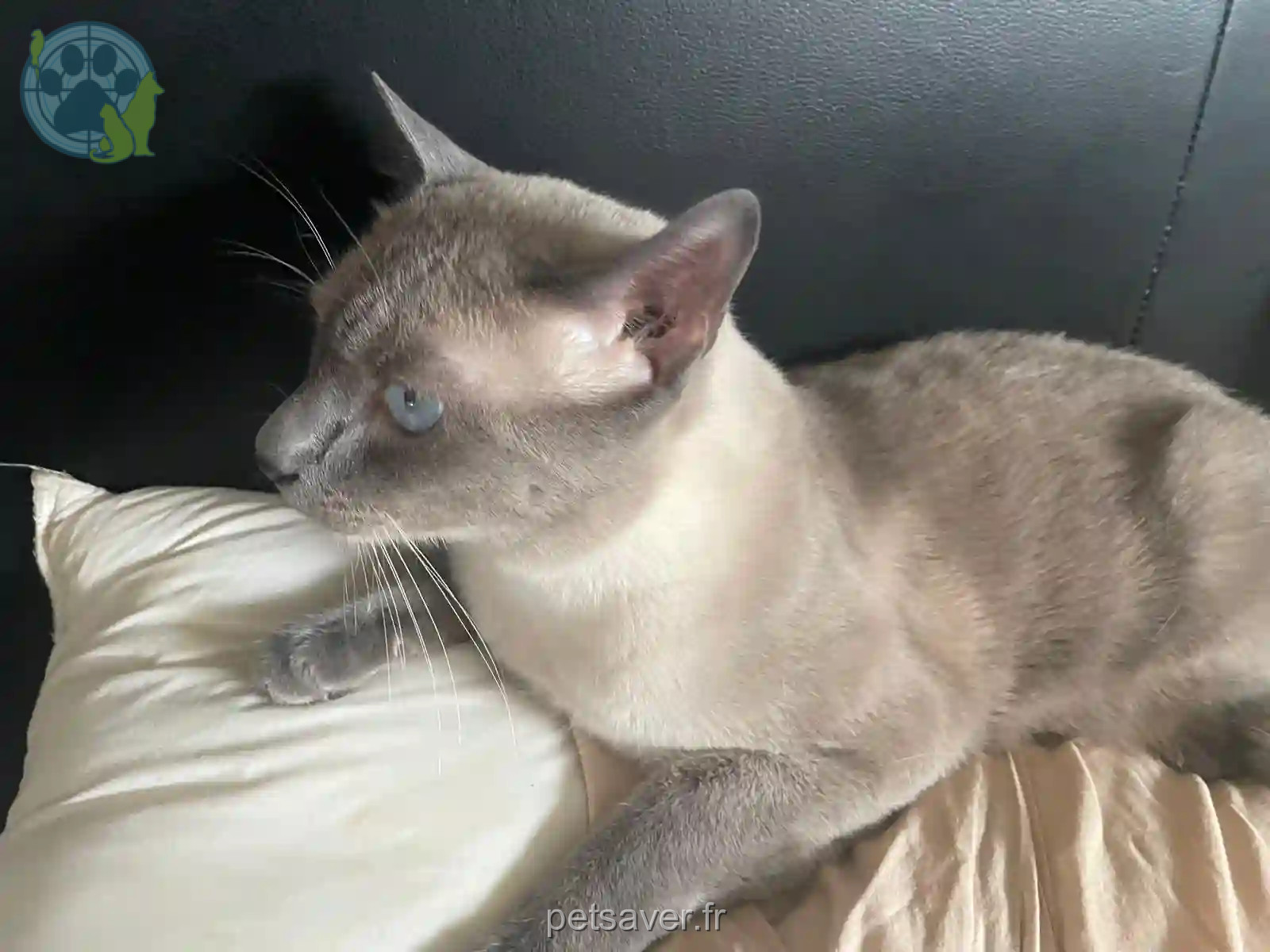 Chat Perdu 91 Essonne - Louchy Chat Perdu 91 Essonne - Louchy