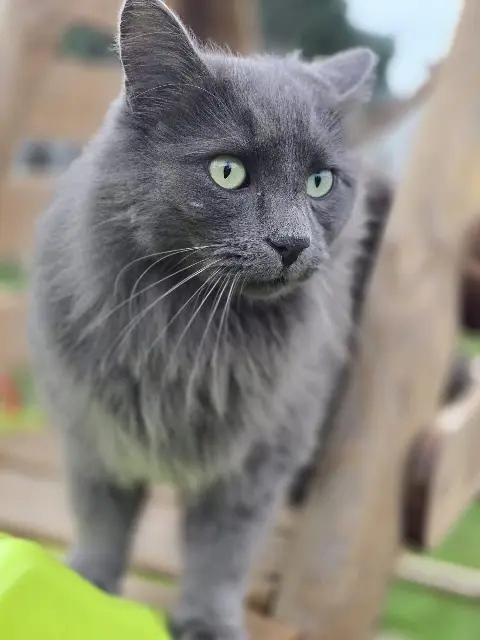 chat lost   91850 Bouray-sur-Juine Léo