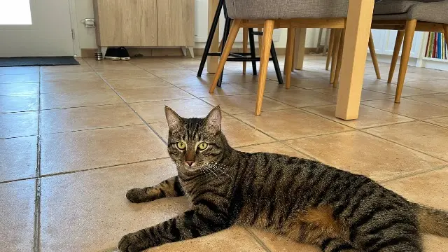 chat lost   91620 La Ville-du-Bois Mainy