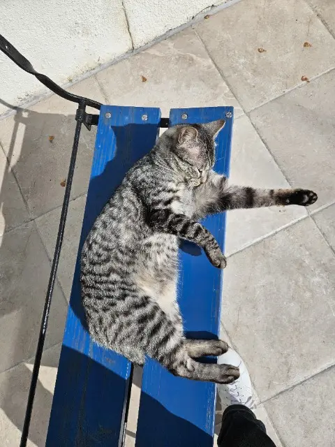 chat lost   91140 Villebon-sur-Yvette Malo