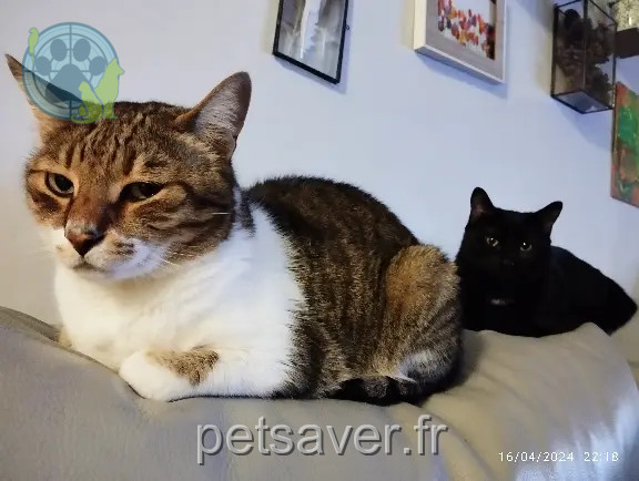 Chat Perdu 91 Essonne - Marley Chat Perdu 91 Essonne - Marley