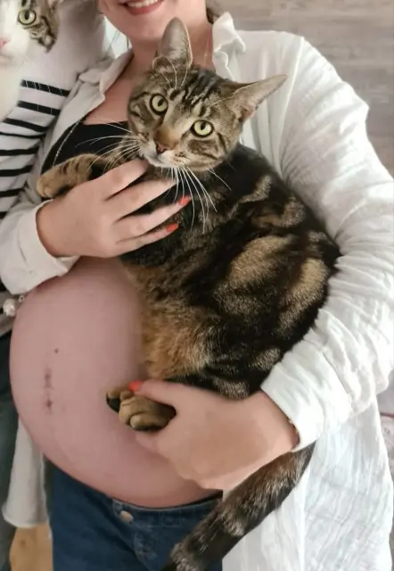chat lost   91070 Bondoufle Maui