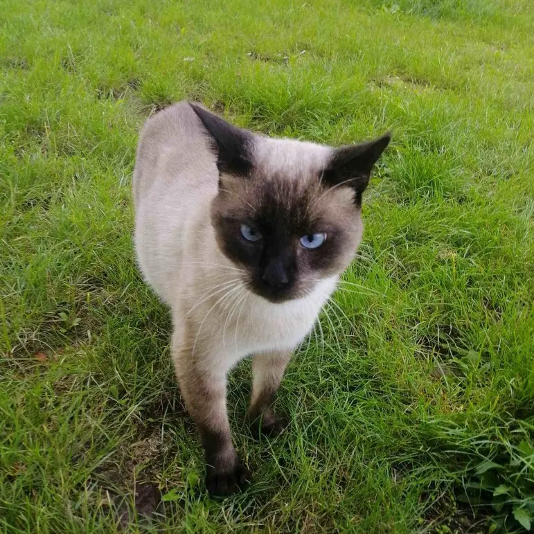 Chat Perdu 91 Essonne - Maxwell