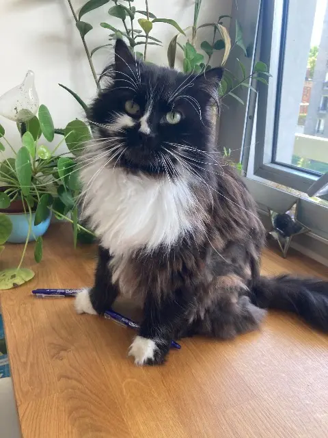 chat lost   91540 Mennecy Merlin