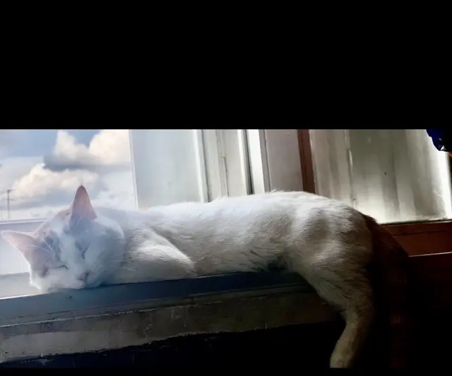 chat lost   91350 Grigny Mimi