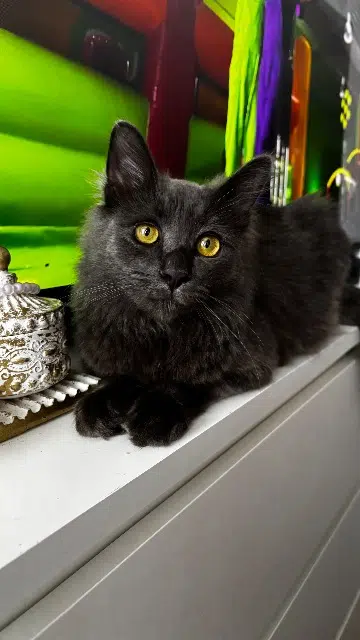 chat lost   91300 Massy Mimi