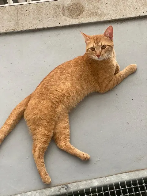 chat lost   91170 Viry-Châtillon Mimié