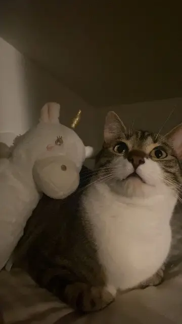 chat lost   91150 Étampes Minouche