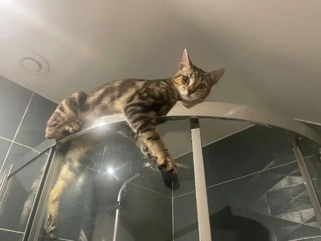 chat lost   91380 Chilly-Mazarin Moki