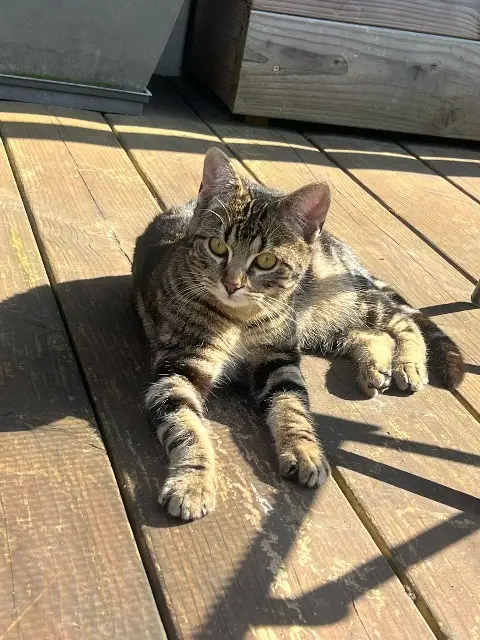 chat lost   91390 Morsang-sur-Orge Moon