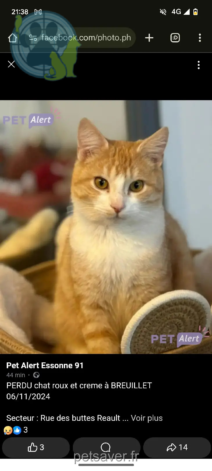 Chat Perdu 91 Essonne - Mushũ Chat Perdu 91 Essonne - Mushũ