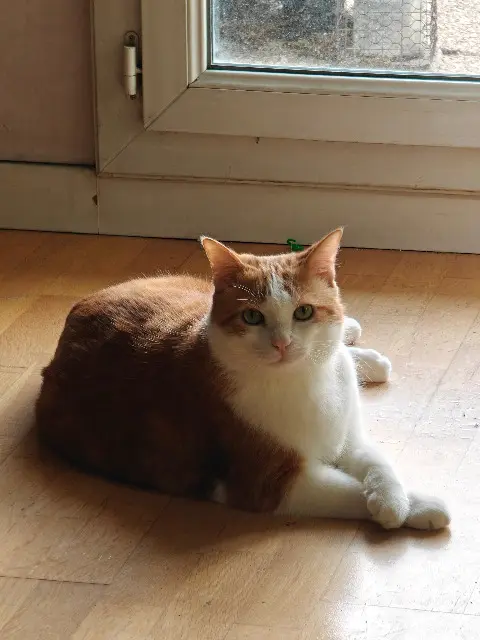 chat lost   91300 Massy Natsu