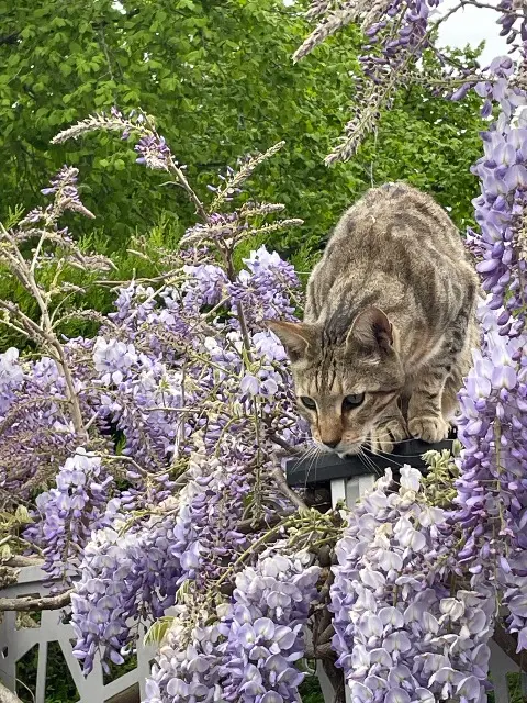 chat lost   91390 Morsang-sur-Orge Neo