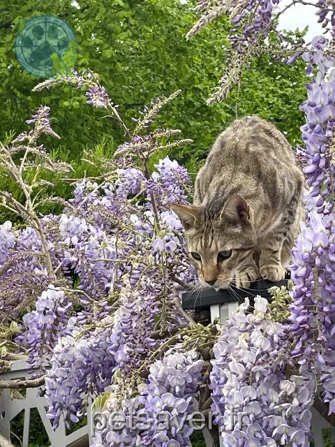 chat perdu 91390 Morsang-sur-Orge Neo chat lost 91390 Morsang-sur-Orge Neo