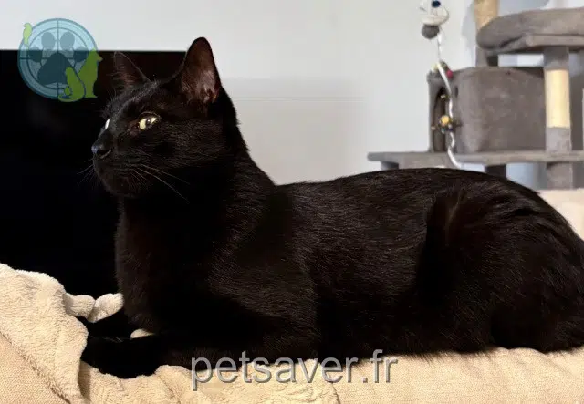 chat lost Paray-Vieille-Poste Nerino