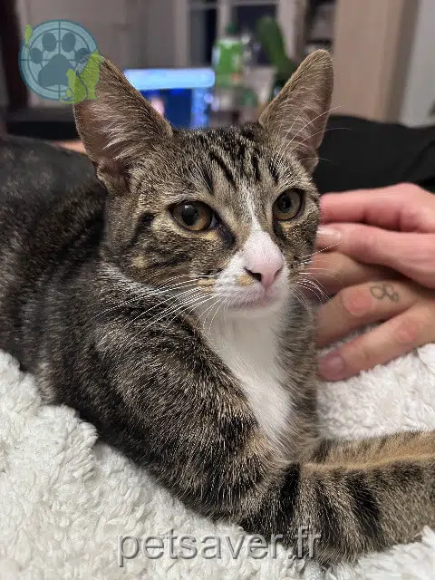 chat lost   91150 Étampes Nougat