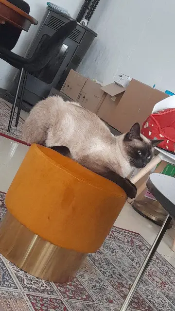 chat lost   91800 Brunoy Oreo