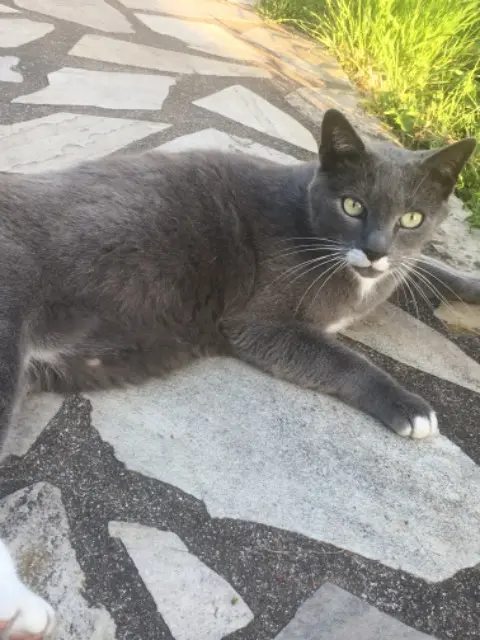 chat lost   91820 Boutigny-sur-Essonne Outo