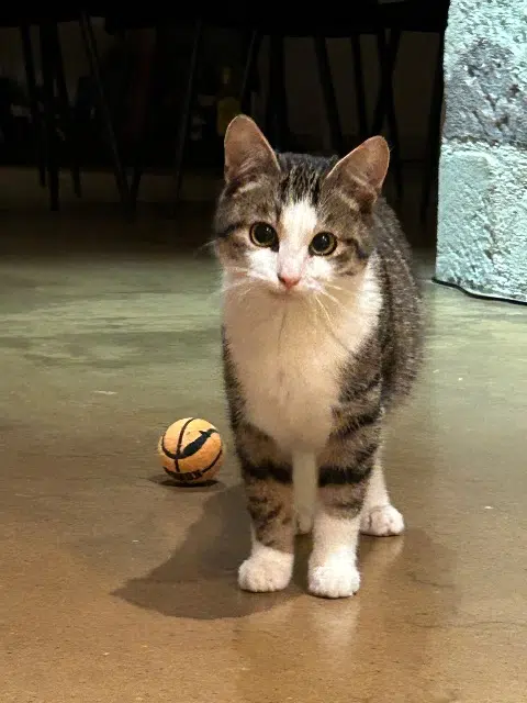 chat lost   91640 Janvry Pablo