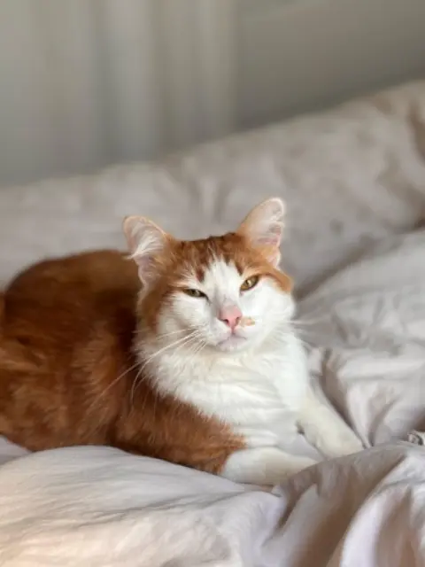 chat lost   91220 Brétigny-sur-Orge Pacha