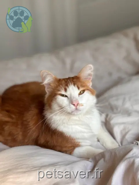 chat perdu 91220 Brétigny-sur-Orge Pacha chat lost 91220 Brétigny-sur-Orge Pacha