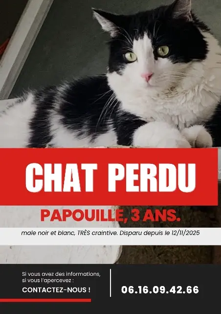 chat lost   91380 Chilly-Mazarin Papouille