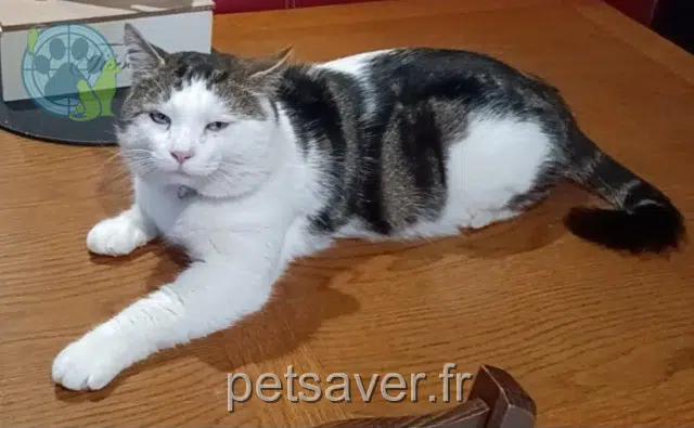chat lost   91480 Quincy-sous-Sénart Parain