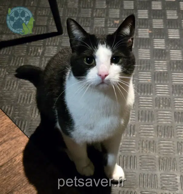 chat lost 91420 Morangis Patrick
